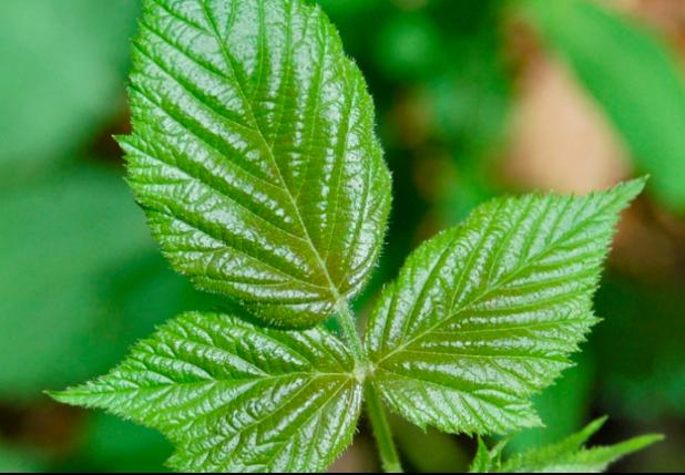 16. Poison ivy relief
Poison ivy rashes are a fact of life for anyone who enjoys the outdoors. Next time you feeling like running wild in the wild, be sure to have an Epsom salt compress on hand just in case.