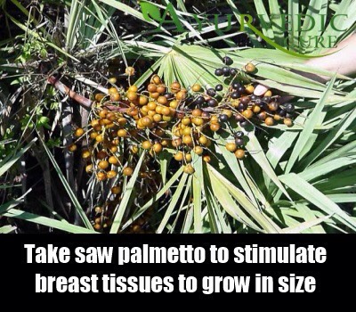 Herbs For Breast Enlargement