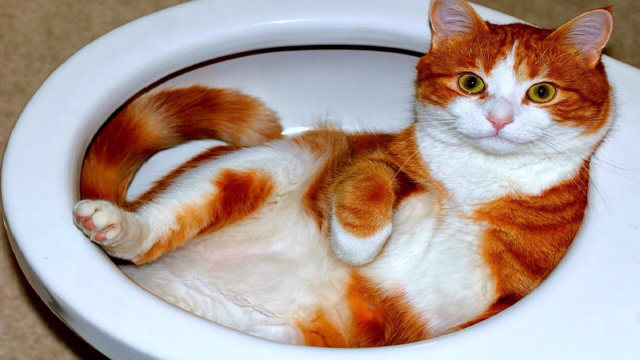 Funny Cat Pictures Part 2