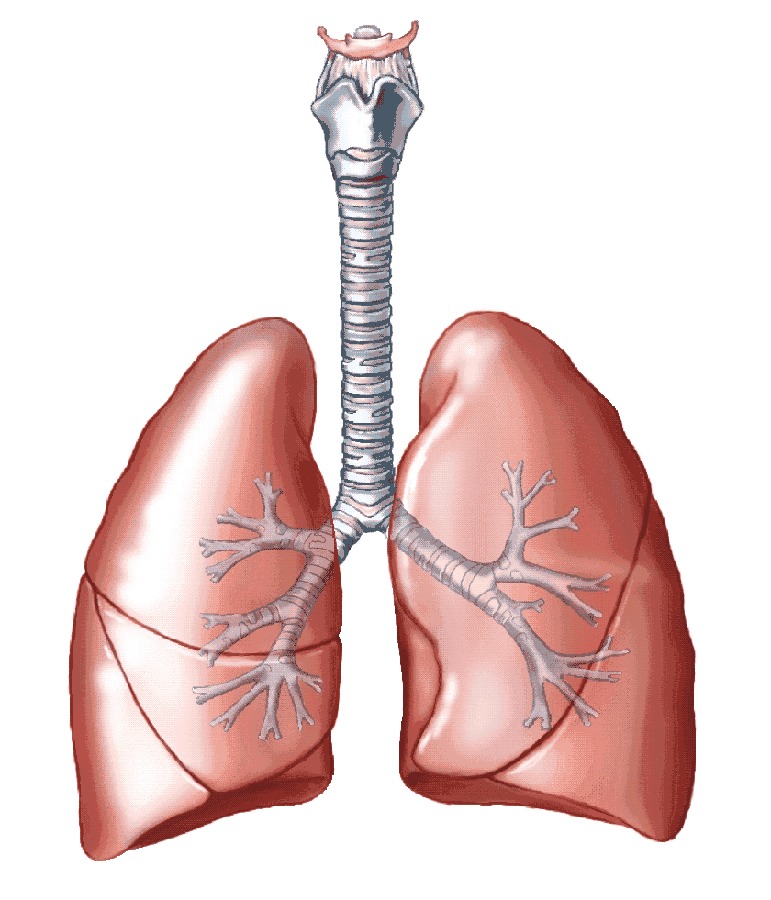 The left long is smaller than the right lung to make room for the heart.
