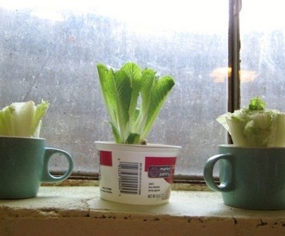 Re-grow Romaine Lettuce Hearts 