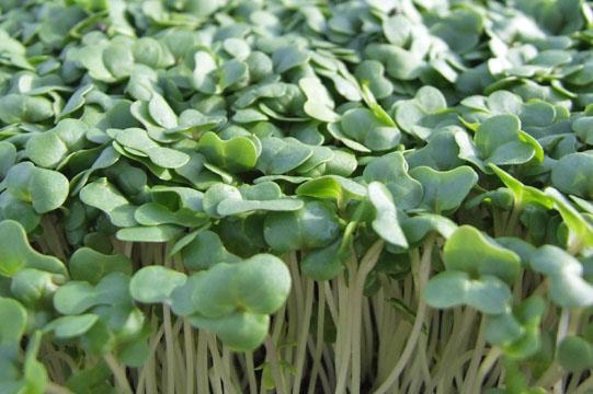 Cress