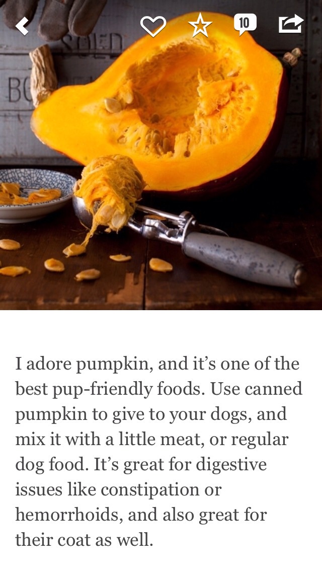 7 Puppy Friendly & Healthy Foods