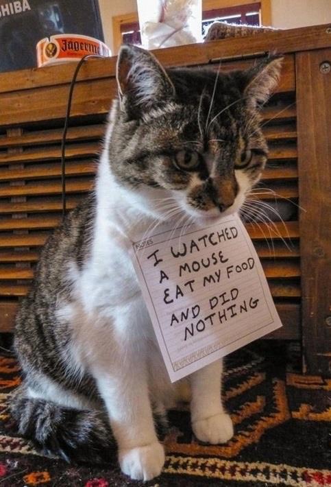 Funny Cat Pics.