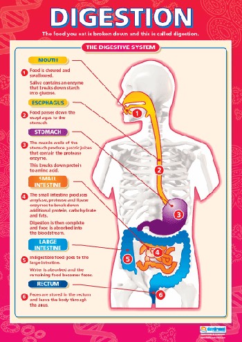 Digestion

Stimulate the digestive system by adding a drop to water a few times a day, or massaging over the abdomen.