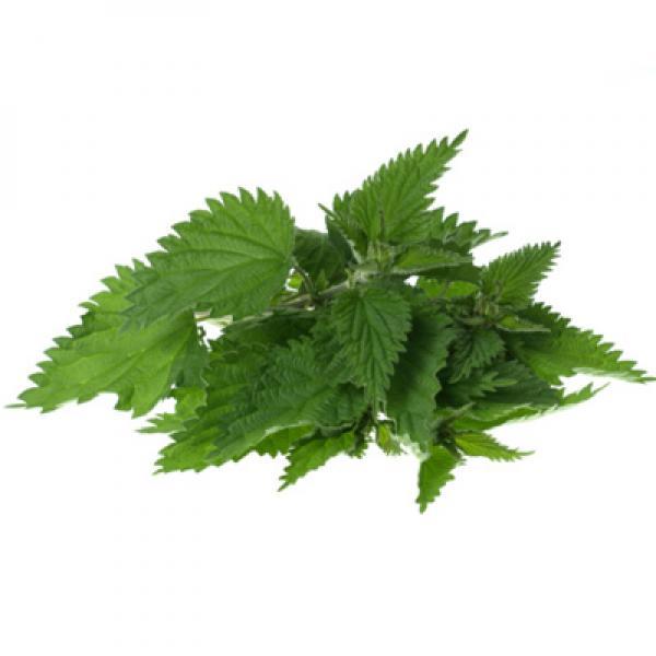 Nettle