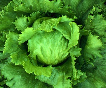One of the weirdest tips is to tear your lettuce into bite size pieces before storing. This activates it to produce more phytonutrients to protect itself from predators!