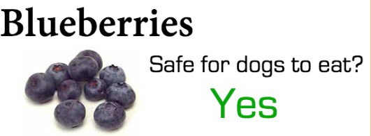 Safely Sharing Fruit With Your Dog