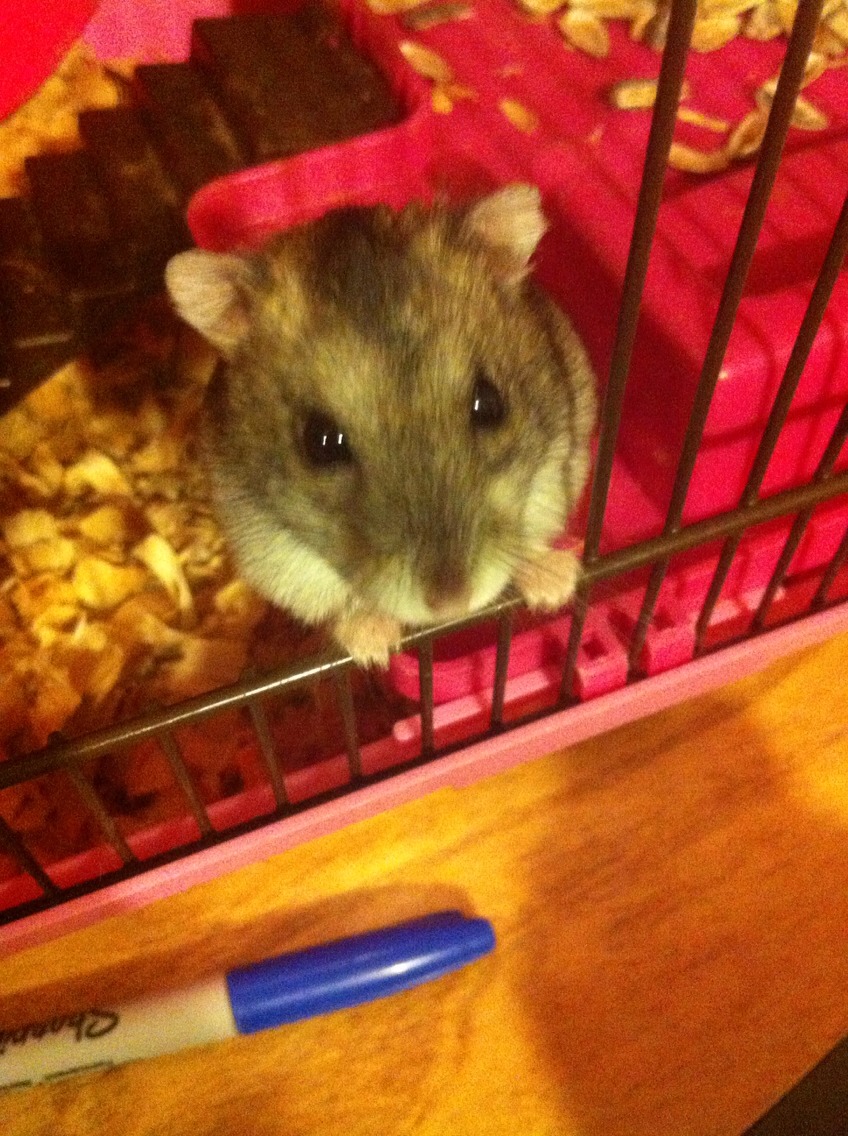 How To Care For Your Hamster!🐹🐹