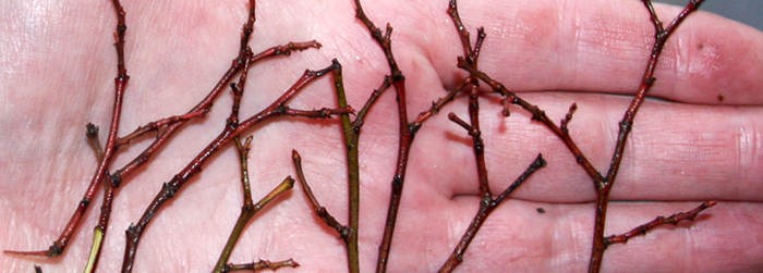Gather mini sticks to use as the arms!
