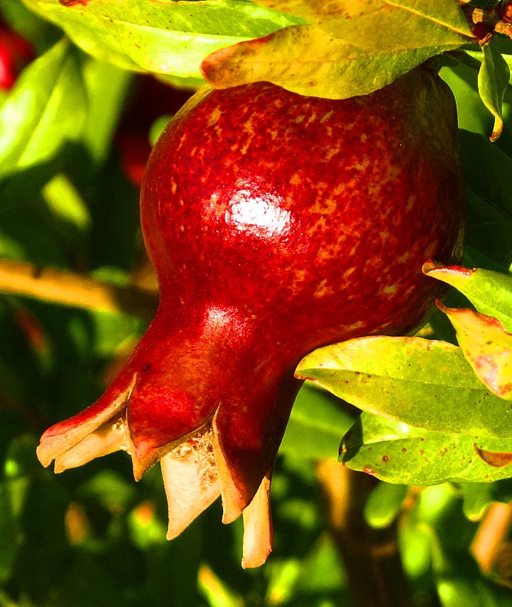 Pomegranate