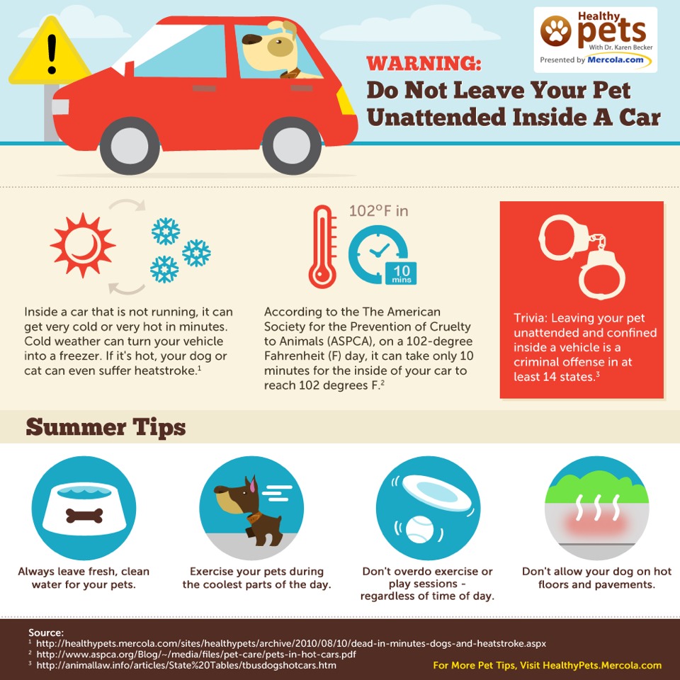 Don't Ever Leave A Pet In A Hot Car