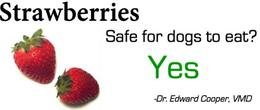 Safely Sharing Fruit With Your Dog