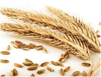 Whole Grains!