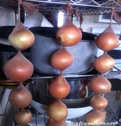 Onions stored in tights will last as long as 8 months.