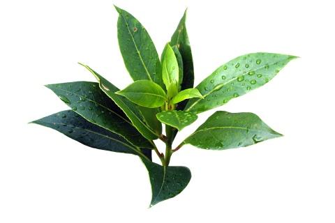 Tea Tree

Has anti-fungal and anti-bacterial properties, can treat cuts and scrapes