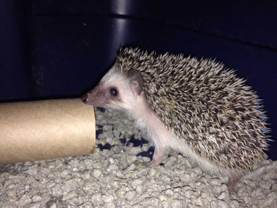 Tips-
They can be litter trained! Buy them a box or make one and use paper bedding. 

Put an old T-Shirt in their cage after wearing it all day, helps them get use to your scent. 

Put a toilet paper role in their cage as a toy they'll go nuts! And they are super cute when they burrow into them! 