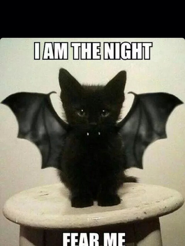 Cute And Cool  Halloween Makeup And Costumes For Everyone Even Pets