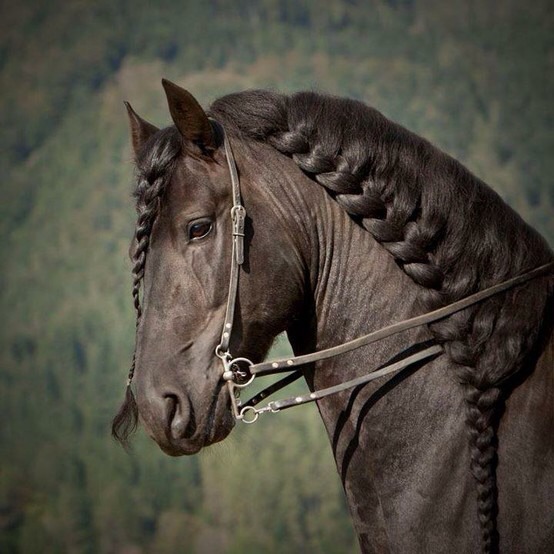 Horse Braids! 