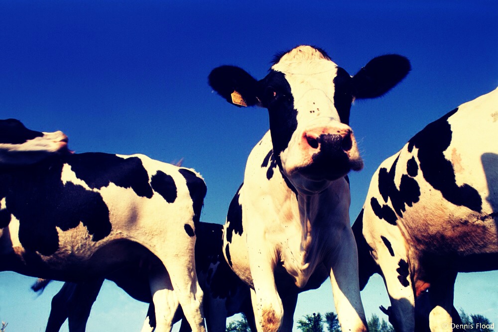 Eating beef also produces a kind of hormones that makes your boobs grow fast. But those McDonald's beef burgers contains lots of fake hormones that is horrible for your body and health. Avoid those if u can. 