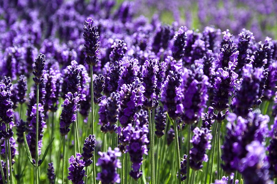 Improve Your Mood with These 8 Smells