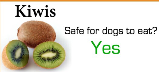Safely Sharing Fruit With Your Dog
