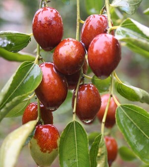10. Indian Plum (Jujube) Leaves:

Soak a couple of Indian plum (jujube) leaves in water and keep it overnight. Drink this water in the morning before eating or drinking anything. Do this daily to lose weight in one month. 