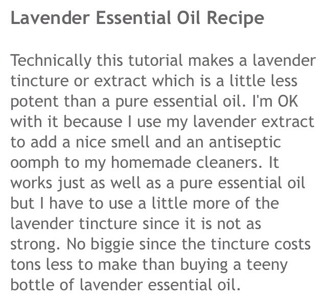 🌿How To Make Lavender Essential Oil!🌿