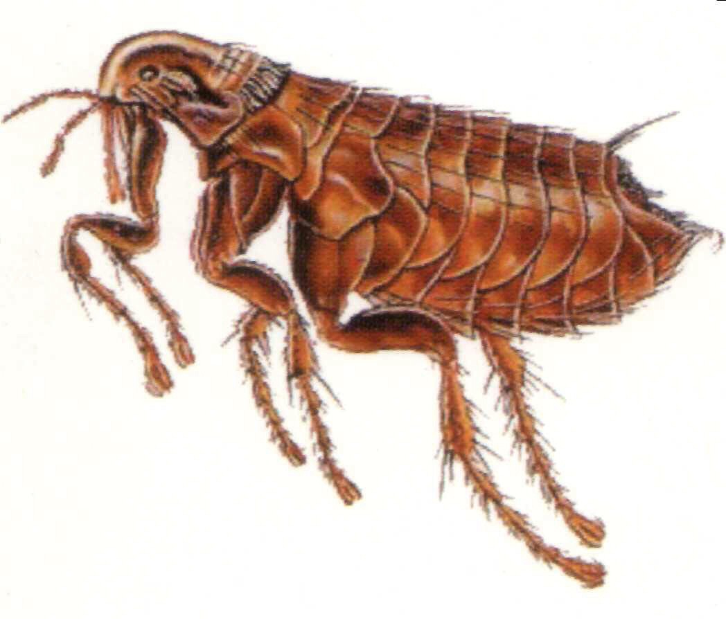 7. Flea repellant — One part apple cider and one part water sprayed onto your pet’s fur and rubbed into the skin can repel fleas. Repeat this process for a few days until fleas are gone.

8. Toilet cleaner — Pour apple cider vinegar into toilet and leave overnight.