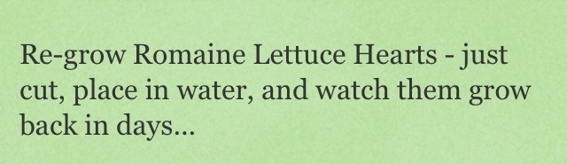 Re-grow Romaine Lettuce Hearts 