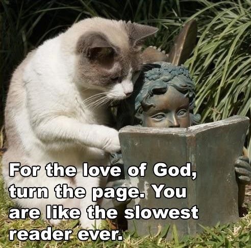 Funny Cat Pics.