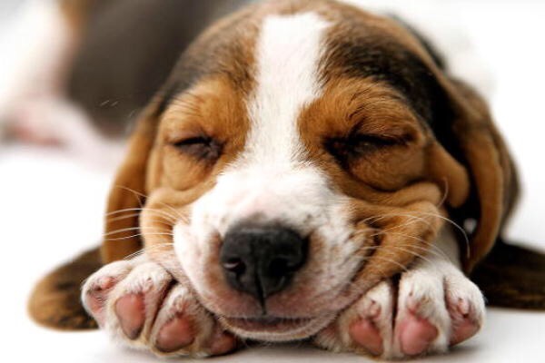 Play with your pet.(if you have one). I'm sure they will love to hang out with you😍