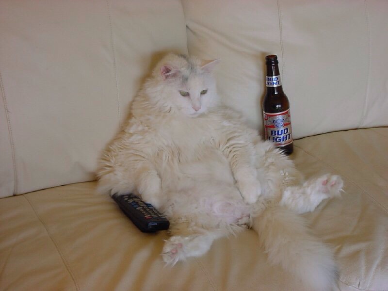 Funny Cat Pics.
