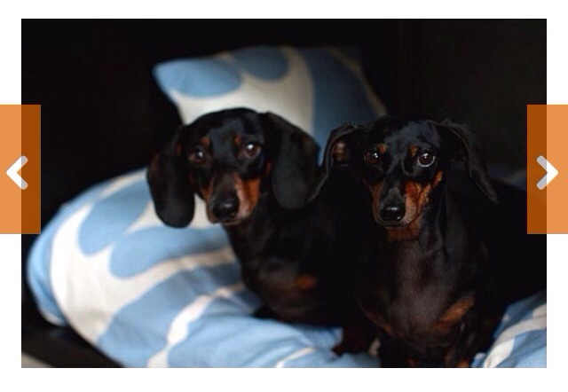🌟 Creative Dog Bed Ideas You And Furry Friend Wld Love! 🌟
