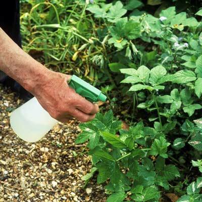 Kill weeds: mix 1 ounce of vodka, a few drops of liquid soap & 2 c. Of water in a spray bottle.
