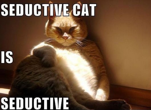 Funny Cat Pics.