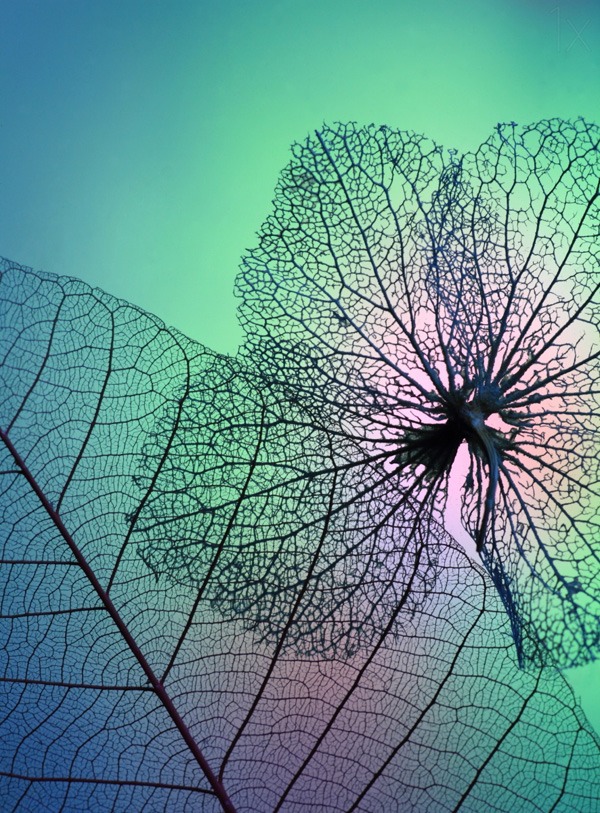 Beautiful Photography