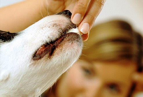 Dog Safe Foods 