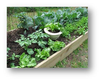 Seasons For Home-grown Vegetables