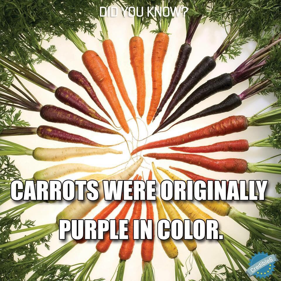 Fun Food Facts. 😊