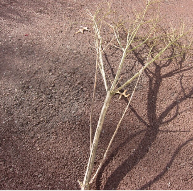 1. Find a tree branch the size you require.  Use lopping shears to cut and shape