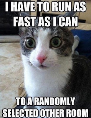 Funny Cat Pics.