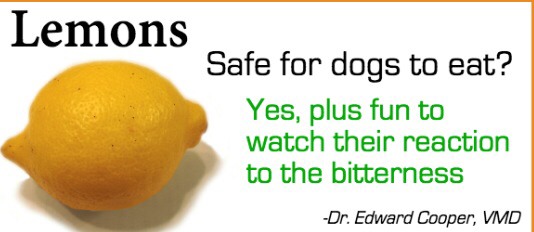 Safely Sharing Fruit With Your Dog