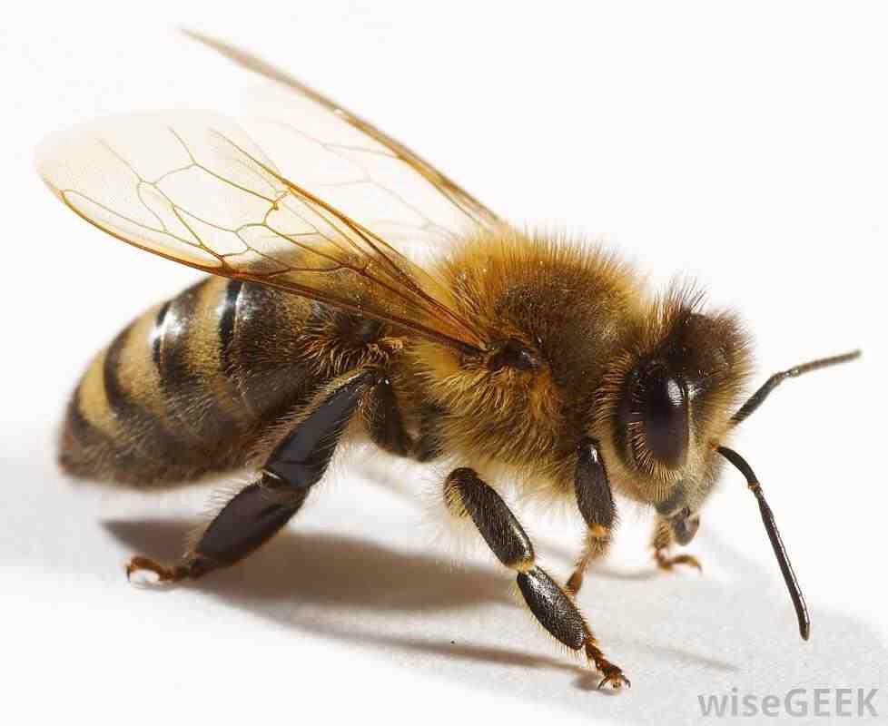 INSECT STINGS/BITES: Baking soda is great for drawing out stings and taking away itchiness from bites. Make a paste and rub onto the affected area until pain/itch eases.