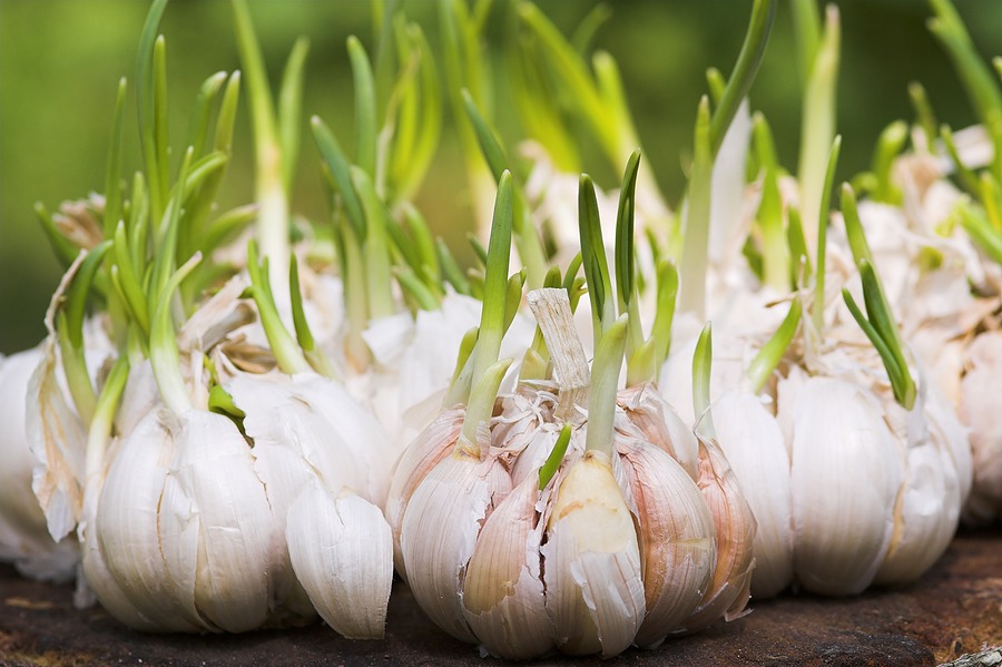 13 Things That Garlic Helps 