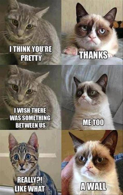 Funny Cat Pics.