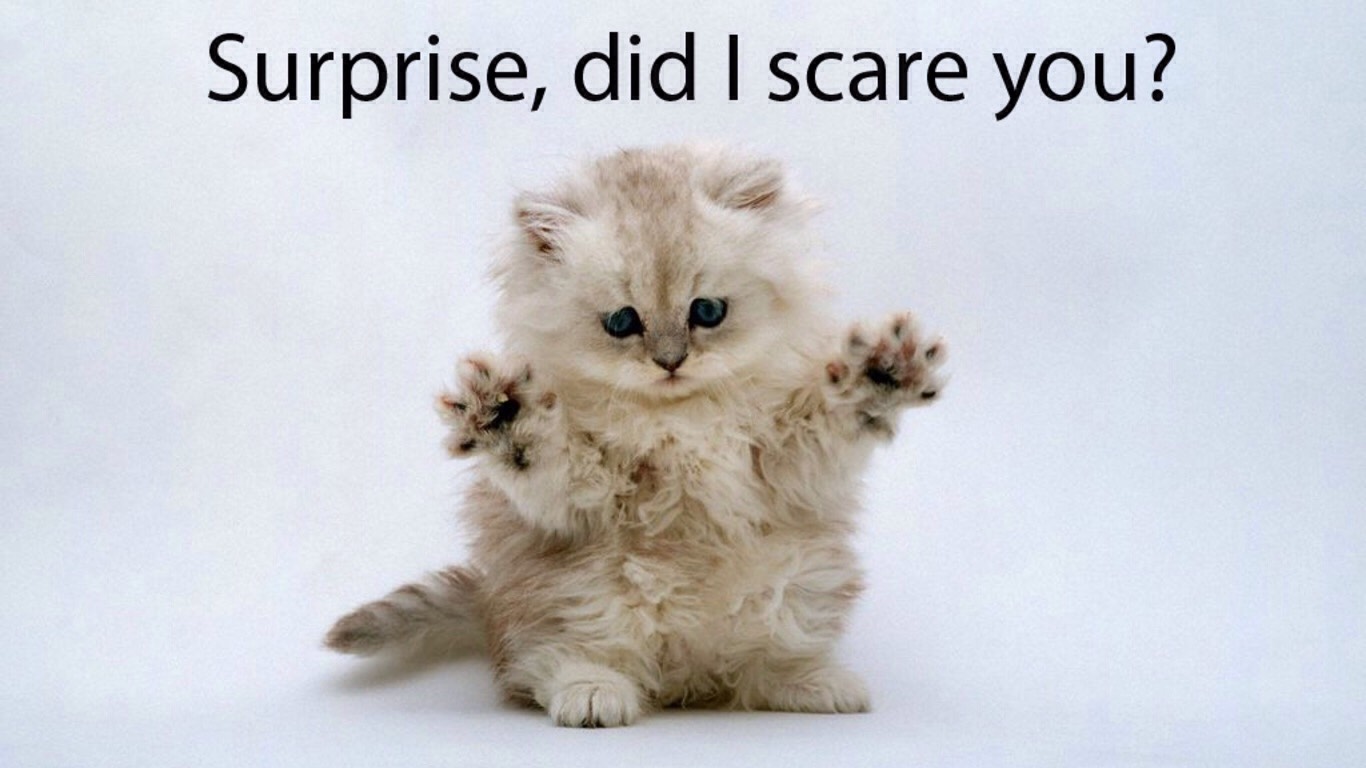 Funny Cat Pics.