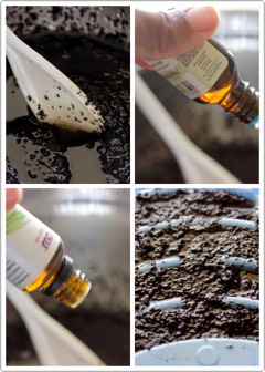 Start off with 2 cups of coffee grounds; make sure all the excess liquid is out of then (I used a stocking to squeeze the liquid out; you can use a nut bag too). Then add 1 cup of coconut oil to the grounds + stir. Once combined, add 15 drops of essential oil. I used sweet orange + lemon grass. The lemon grass over powered the sweet orange, but they did get rid of the coffee smell in the scrub. 