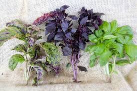 Benefits Of Basil Leaf Tea!!