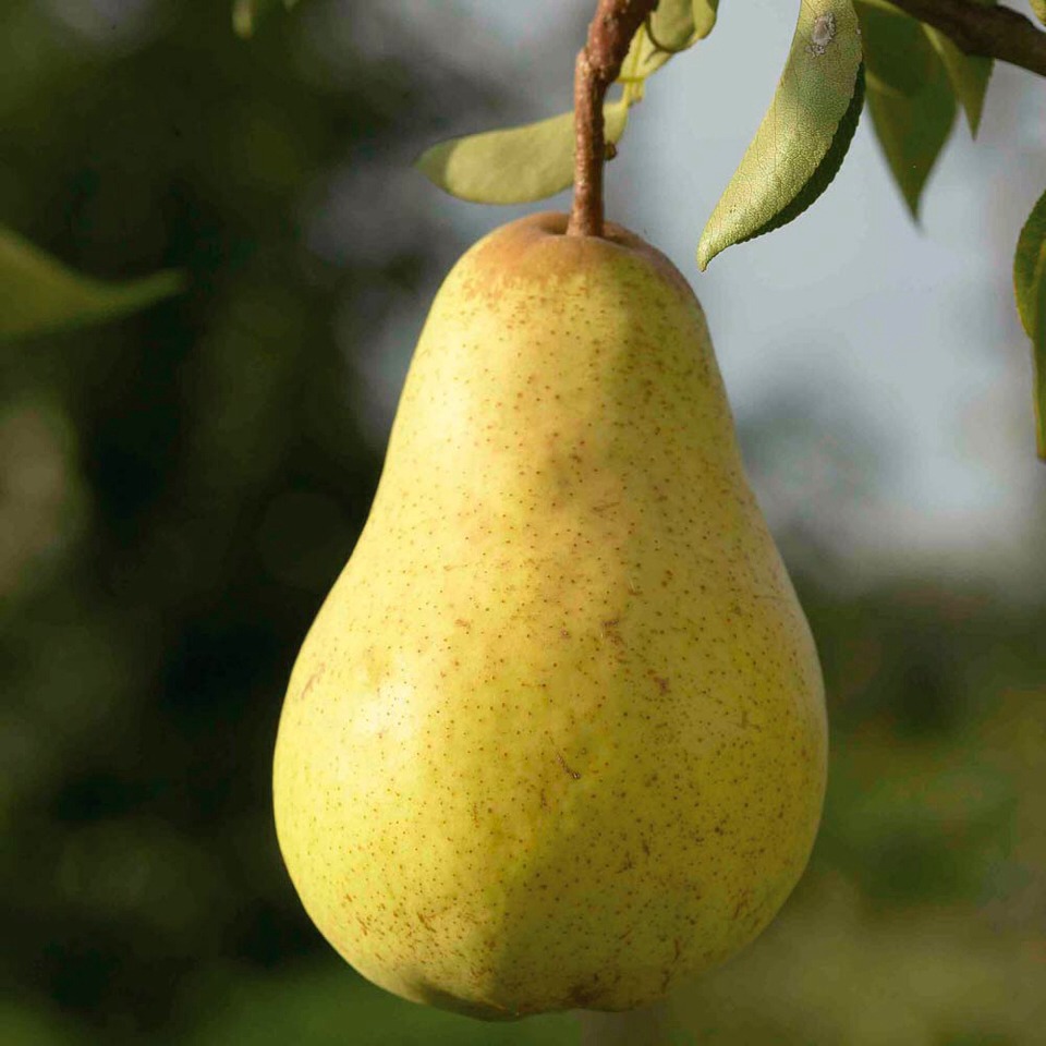 Pears: they're full of fibre; 15% of your daily recommended limit in just one. This causes you to eat a lot less overall. If you can fit 3 pears into your day, your stomach fat will melt off! Don't peel the skin though, that's where all the benefits lay.